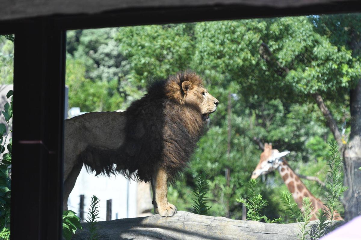 2022年度☆世界ライオンの日特別イベントを行いました|アフリカの