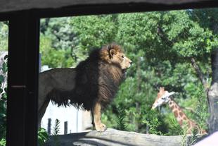 2022年度☆世界ライオンの日特別イベントを行いました
