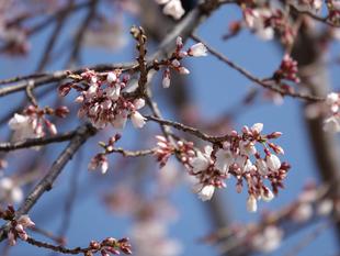 桜情報をお届けvol.5