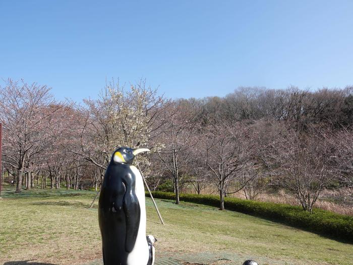 ⑦ソメイヨシノ＠ころころ広場.jpg