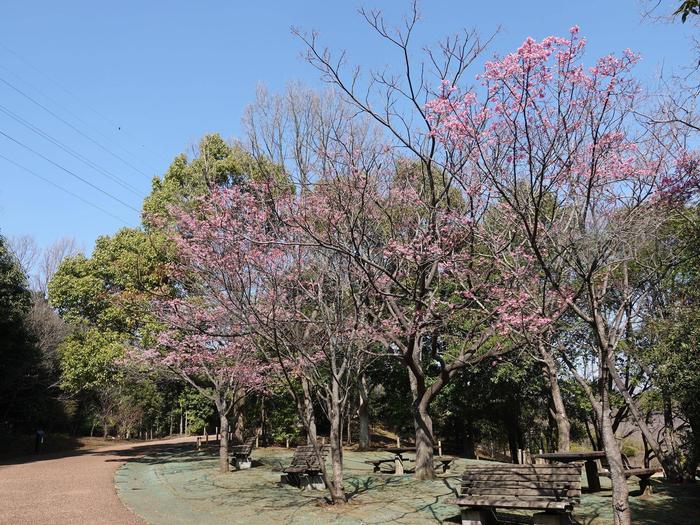 ⑩オカメザクラ＠ころころ広場.jpg