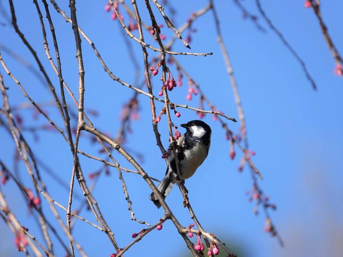 ⑥シジュウカラ.jpg