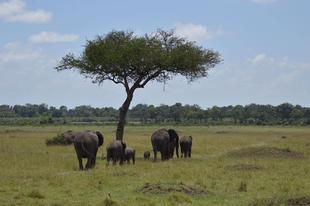 ライオン担当者が見た、アフリカ紀行！～連載完結編～
