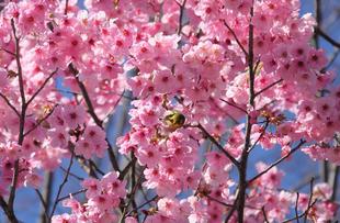 桜情報をお届けvol.6