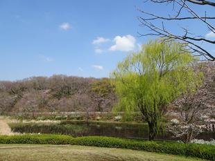 ～　ヤナギ　～