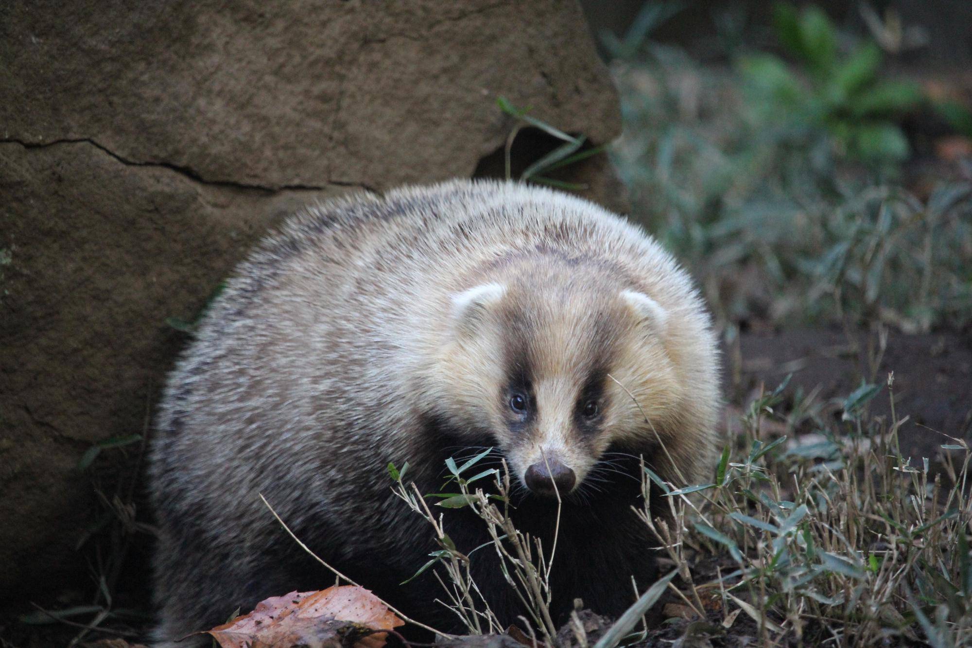ニホンアナグマの近況の写真