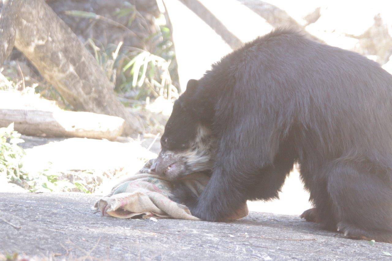 メガネグマの麻袋の使い方(雪雄編)の写真