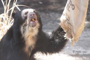 麻袋から餌を食べる雪雄