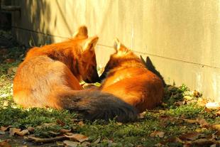 ドール 2つのおめでたいこと(1つ目)