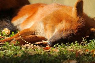 ドール 2つのおめでたいこと(2つ目)