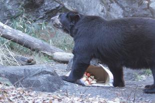 新たなエンリッチメントの試み(メガネグマ⑥)ルイス編