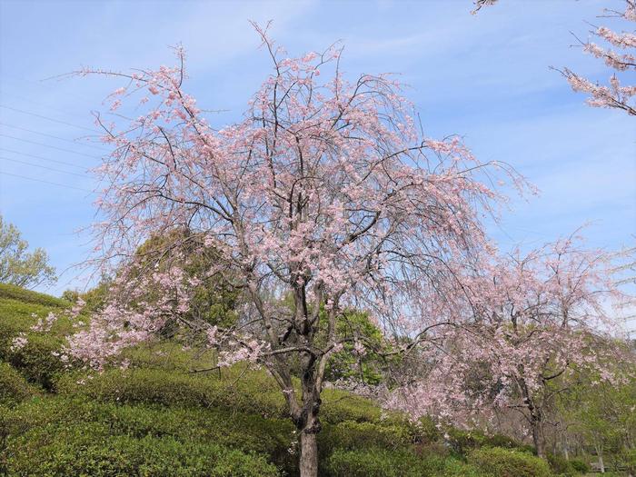 ⑮シダレザクラ＠ころころ広場.jpg