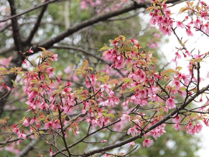 ⑪オカメザクラ＠ころころ広場.jpg