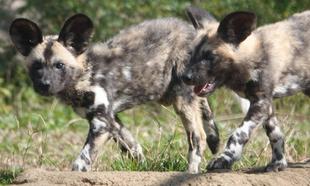 動物園のちいさな名札