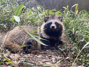 最近のホンドタヌキたち