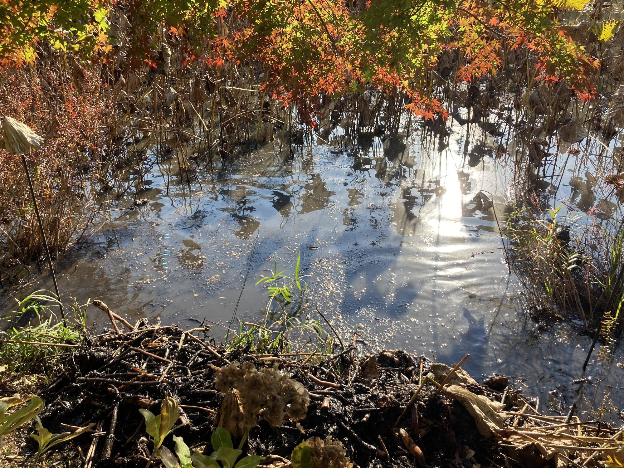 ハスの根試験的除去~水面の生物多様性維持のために~の写真