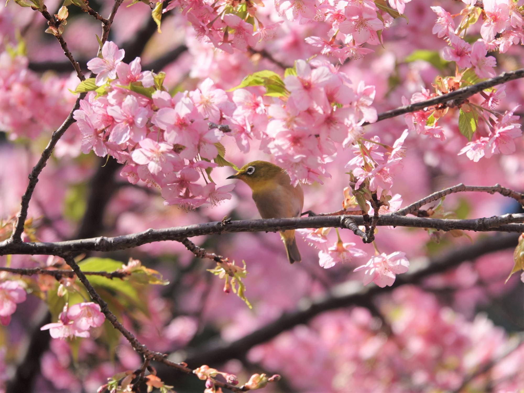 桜情報をお届けvol.2の写真