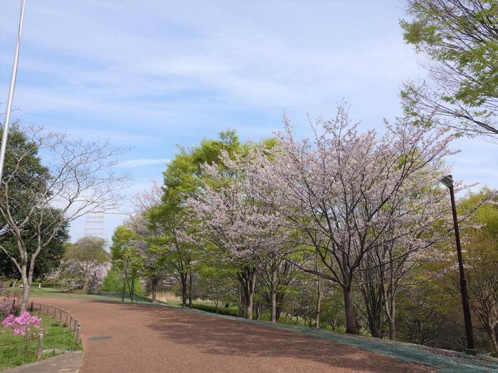 ⑧ソメイヨシノ＠ころころ広場.jpg