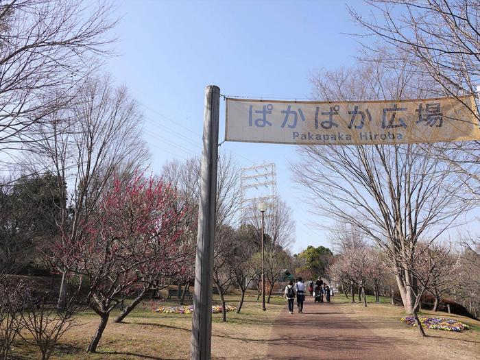 ⑮梅＠ぱかぱか広場.jpg