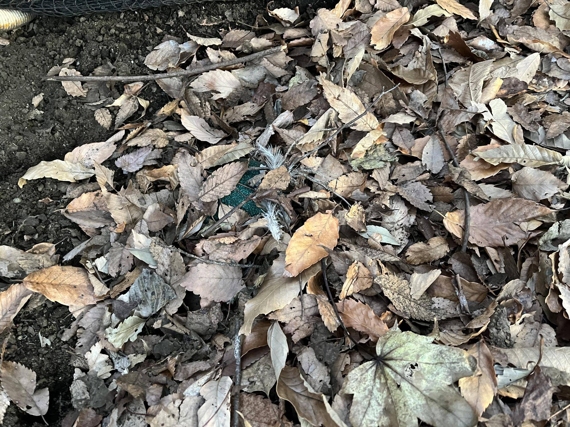 エミューのたまご 1の写真