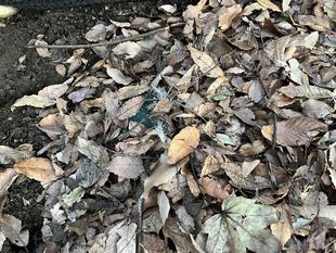 エミューのたまご 1