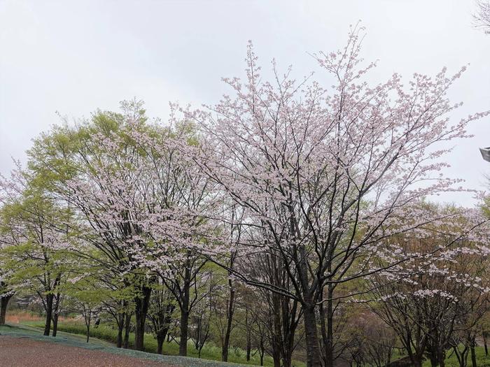 ②ソメイヨシノ＠ころころ広場.jpg