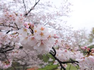 桜情報をお届けvol.8