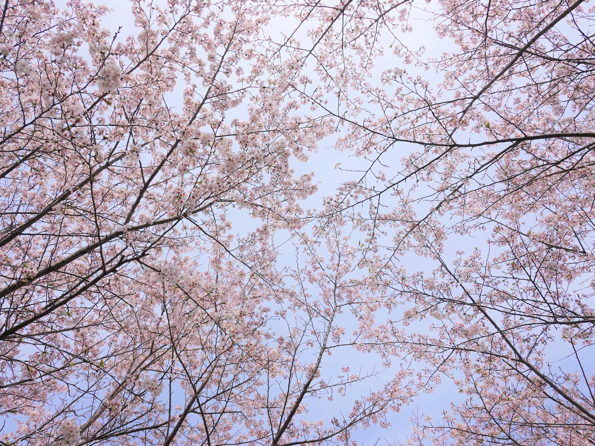 桜情報をお届けvol.11の写真