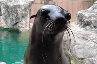 となりのオットセイ