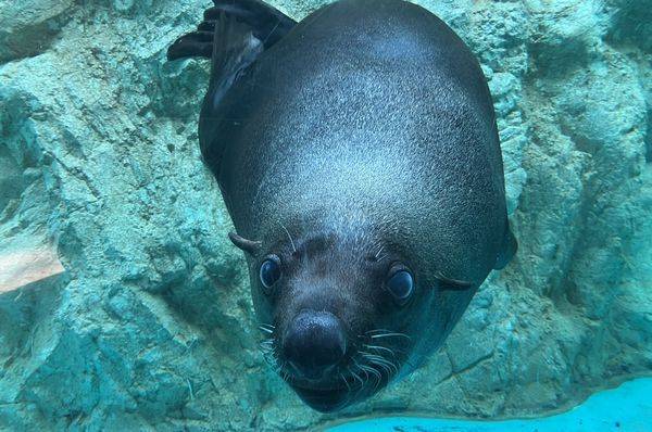 となりのオットセイその2の写真