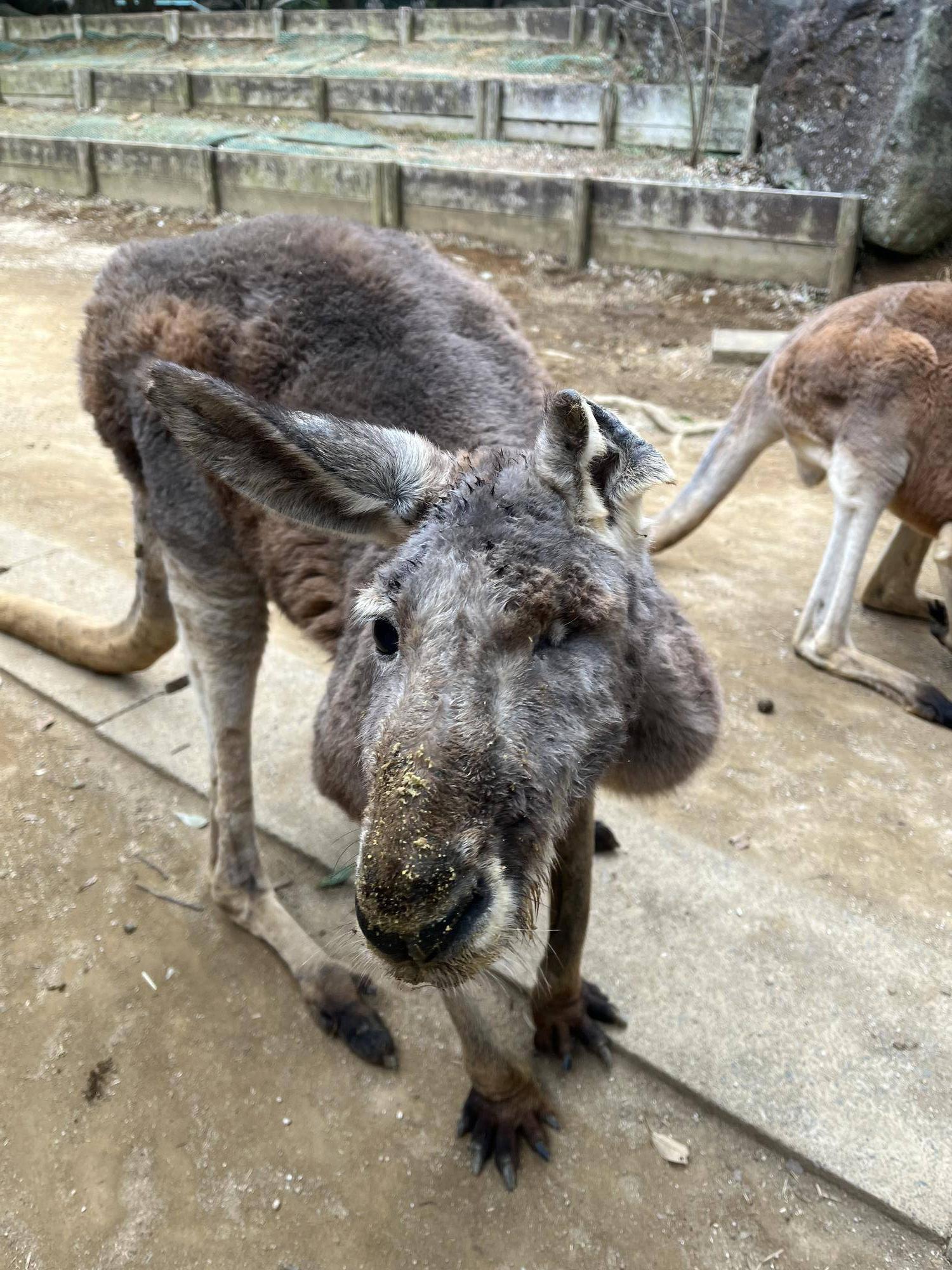 アカカンガルー「トニオ」安らかにの写真