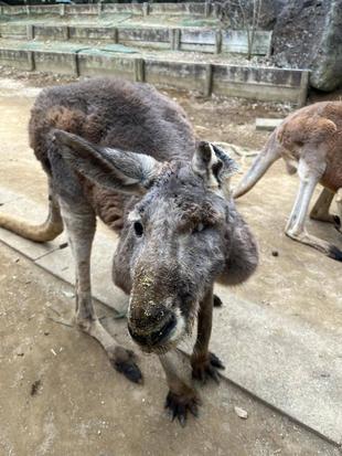アカカンガルー「トニオ」安らかに
