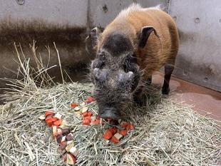 タイヨウが15歳を迎えました!