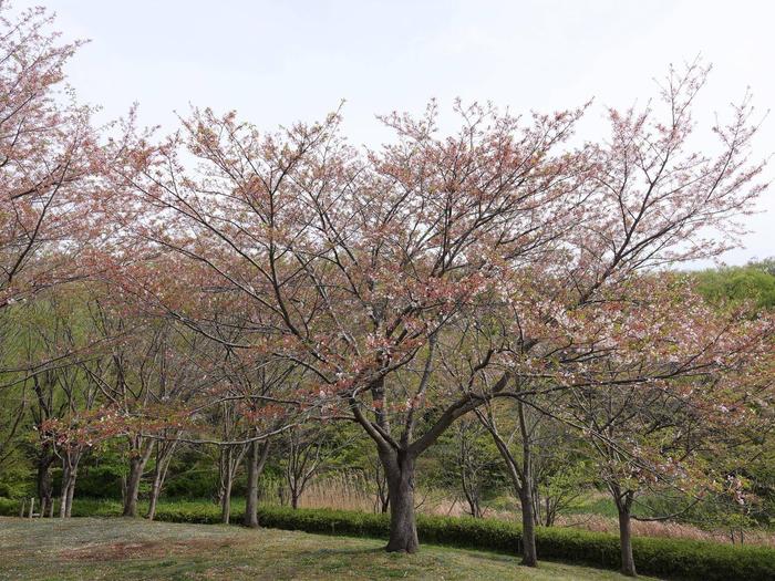 ⑥ソメイヨシノ＠ころころ広場.jpg