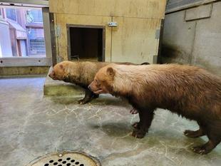 最近のヤブイヌの様子①