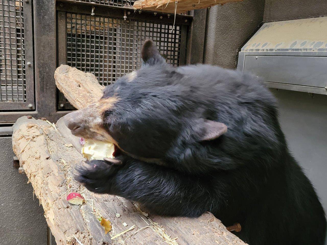 メガネグマの美雨の採餌風景の写真
