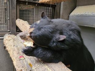 メガネグマの美雨の採餌風景