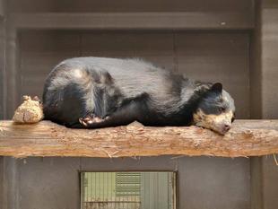 サブ運動場の寝台上で休む美雨
