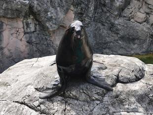 ズーラシア、初めての挑戦へ