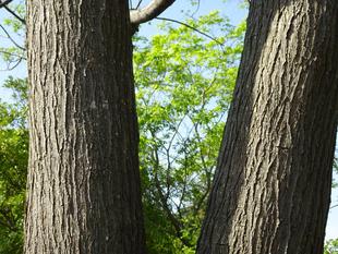 ～　擬態☆見つけたい！　#15　～