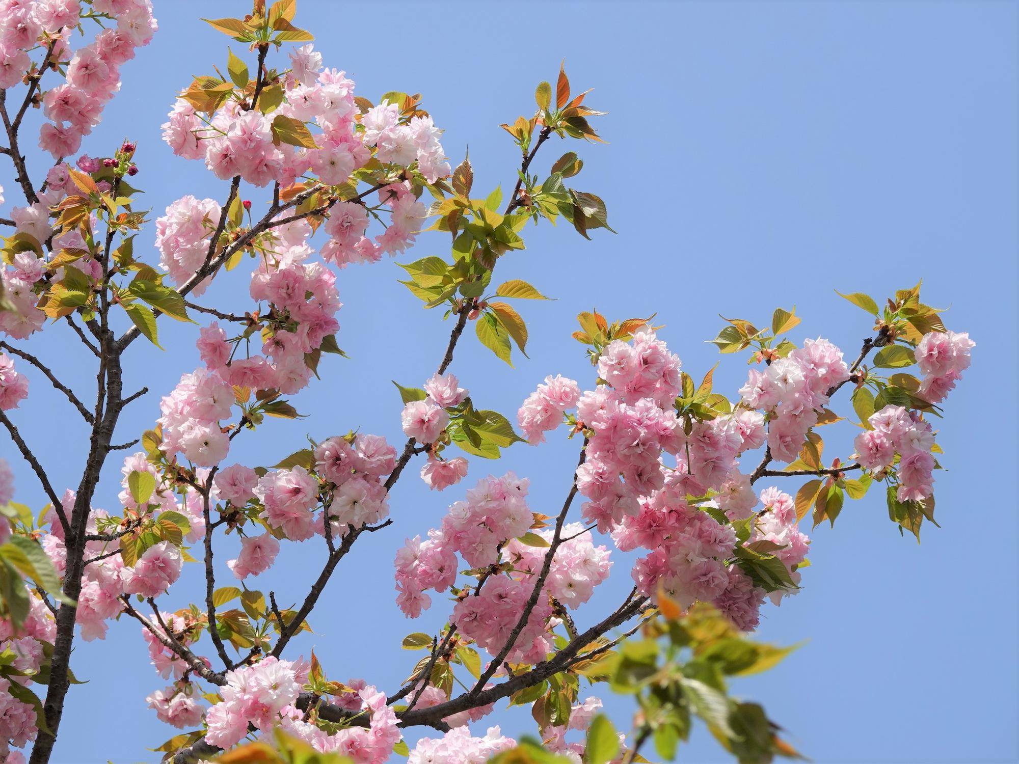 桜情報をお届けvol.14の写真