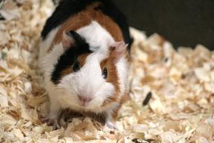 モルモットも新生活！