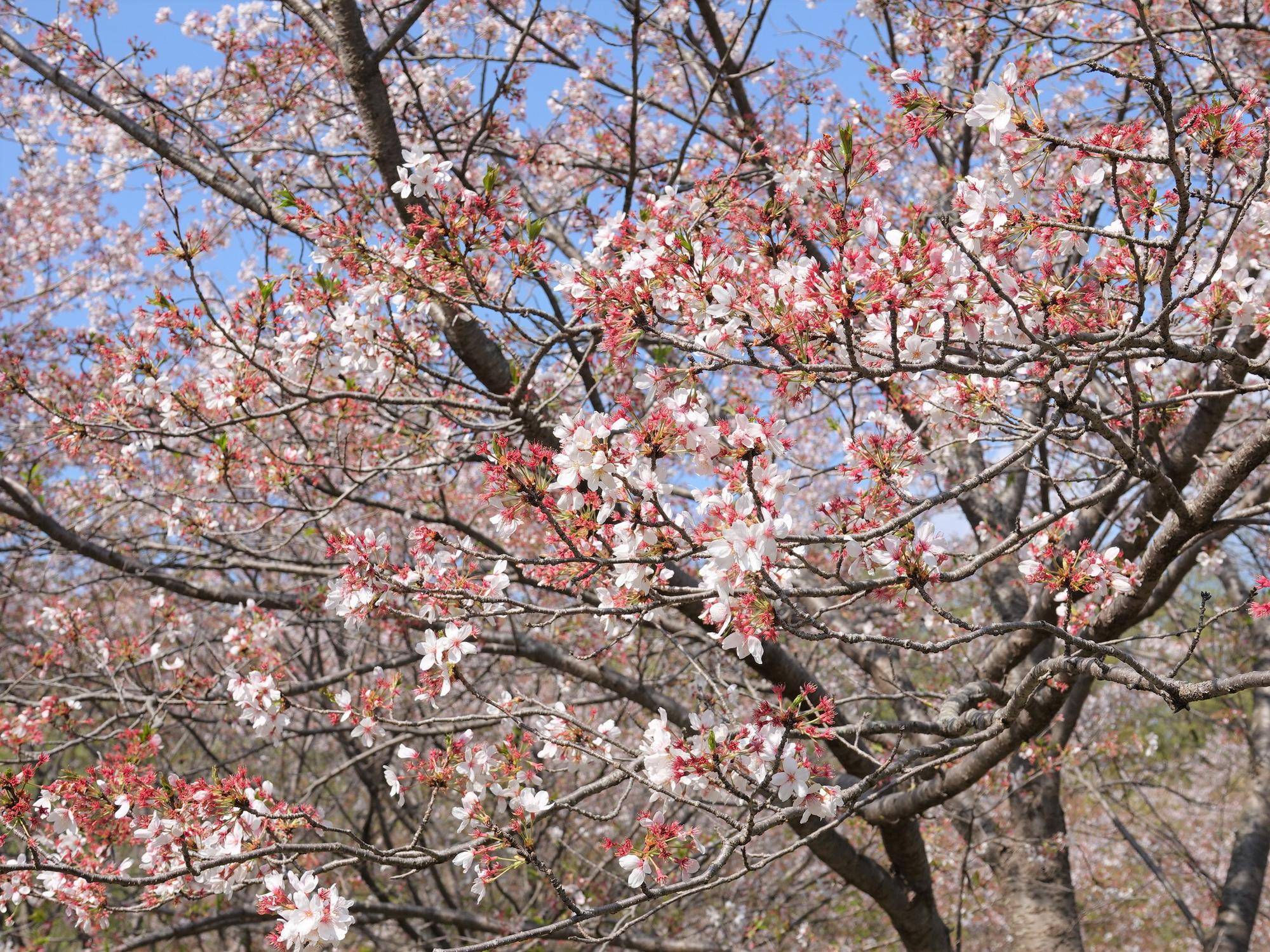 桜情報をお届けvol.12の写真