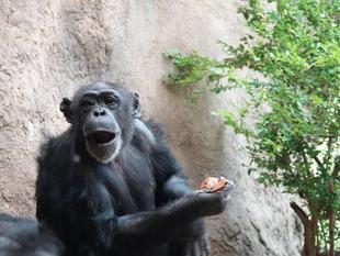 「チンパンジーに旬のおやつをプレゼント」のイベントを再開しました！