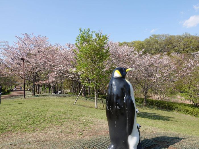 ⑤ソメイヨシノ＠ころころ広場.jpg