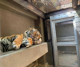 ガンターの肉球