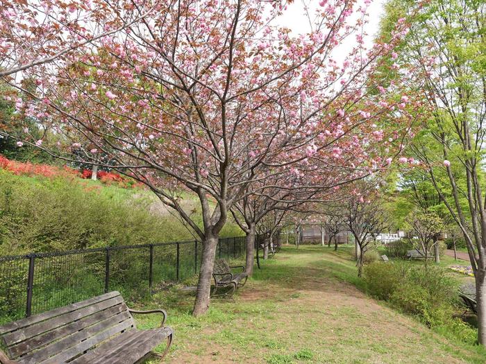 ⑨八重桜＠ぱかぱか広場.jpg