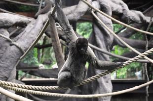 ウーリーモンキーの紹介!