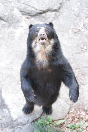 立ち上がる雪雄