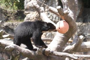賢い雪雄との知恵比べ・・・①